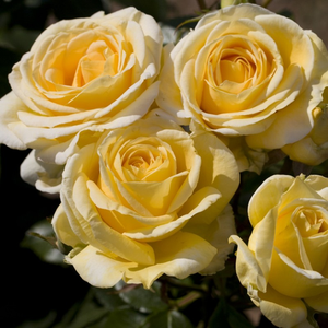 Vrtnica čajevka - Roza - Raffaello® - 